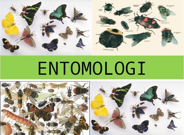 Kategori Entomologi Kampus TOP