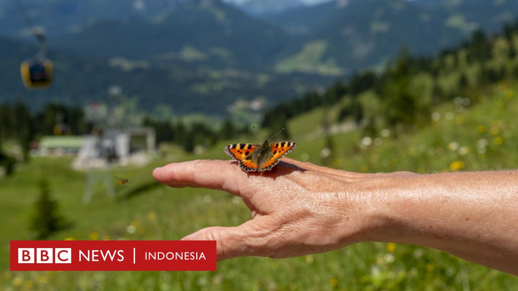 entomologi Indonesia by BBC News Kampus top